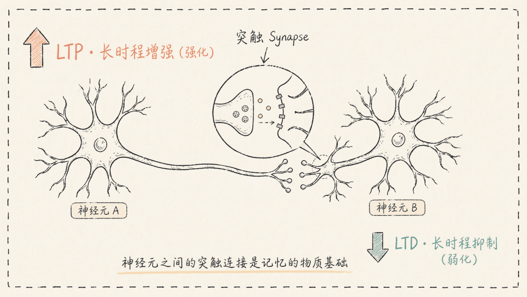 Diagram of synaptic connections between neurons