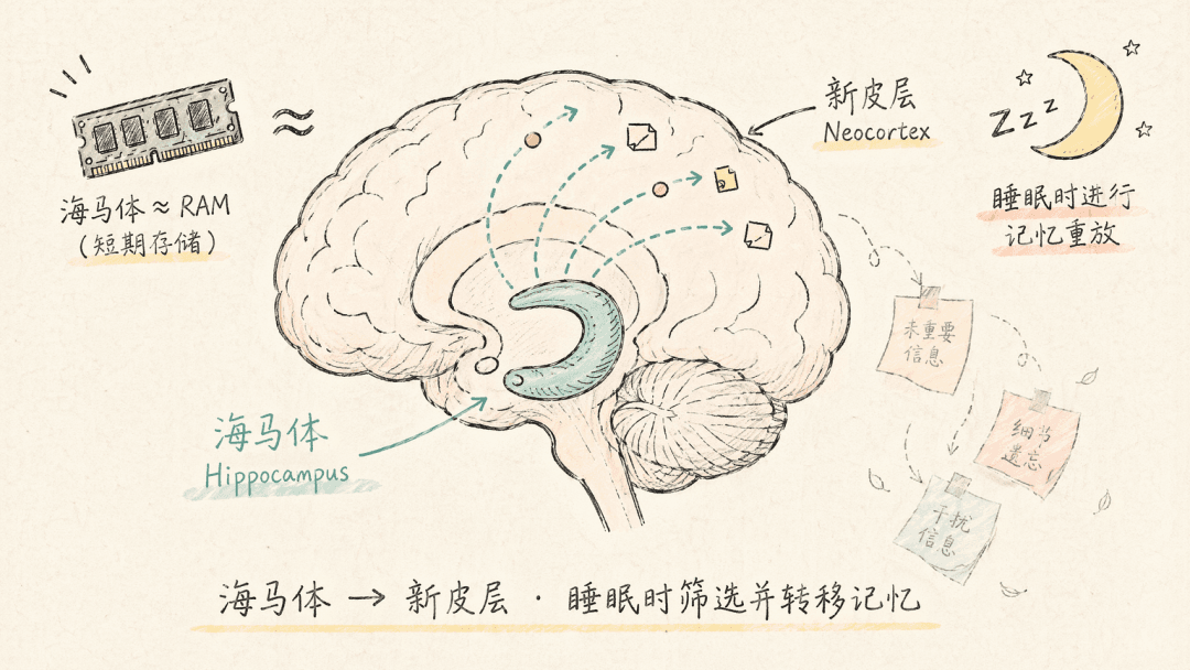 Diagram of the memory consolidation process transferring from the hippocampus to the neocortex